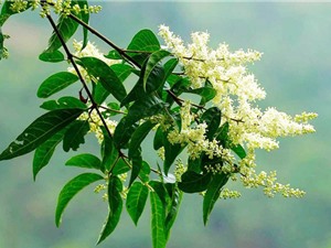 Nghiên cứu tác dụng giảm đau, chống viêm của cây pác lừ